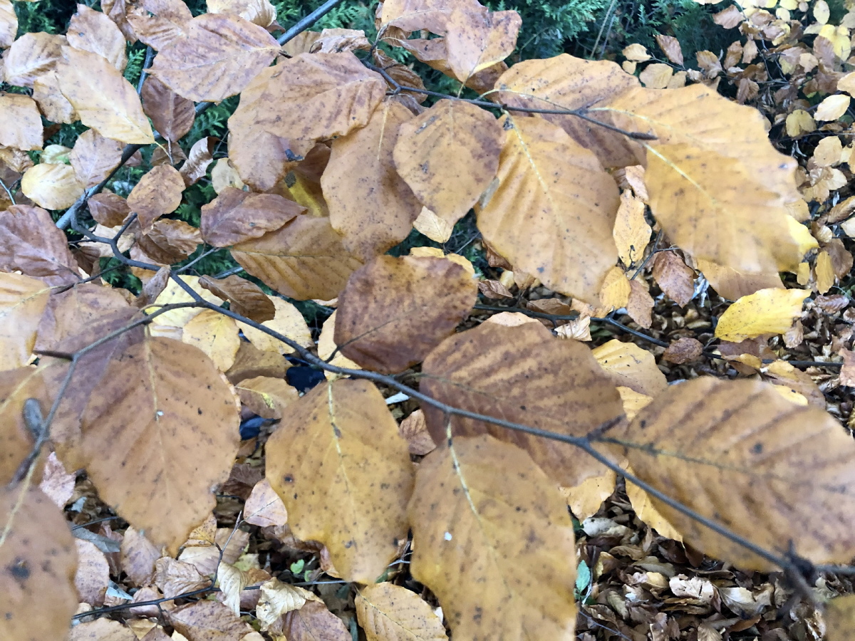 JPG in der Bildbearbeitung